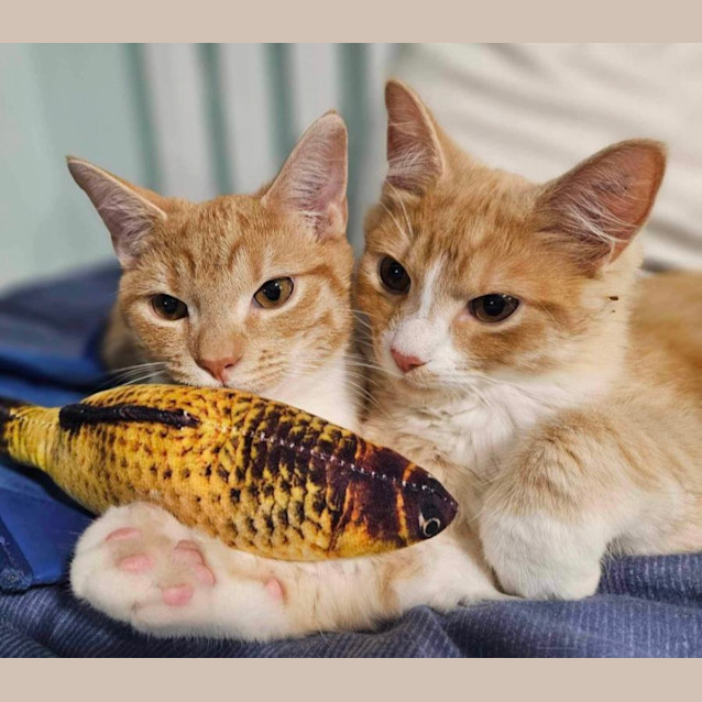 Photo of Barnie & Pumpkin 