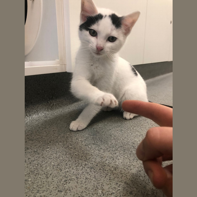 Photo of Button