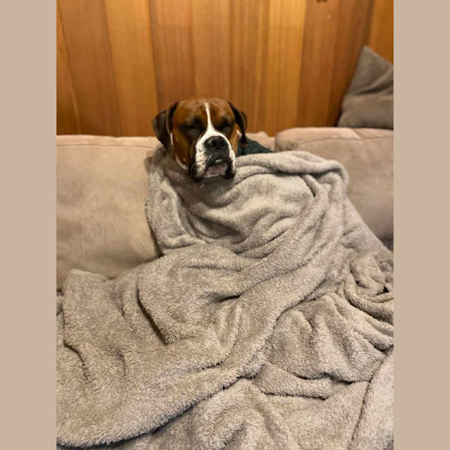 Photo of Cotton And Jaxon