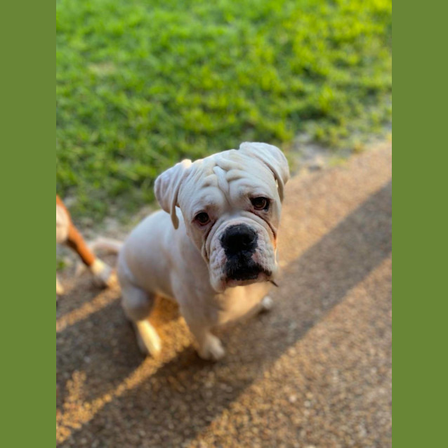 Photo of Cotton And Jaxon