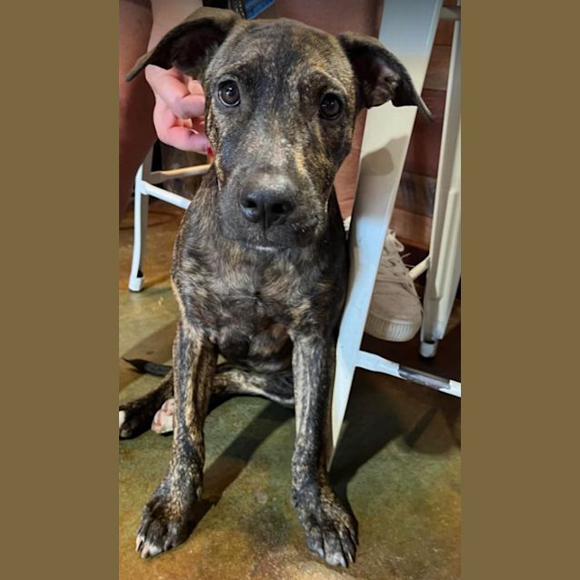 Photo of Tango