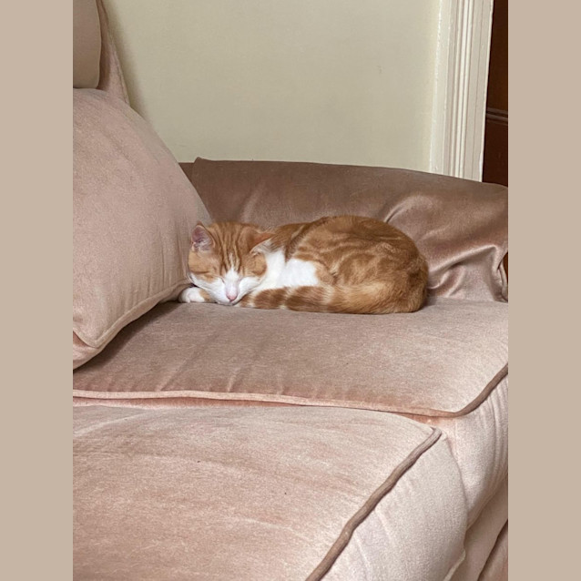 Photo of Clementine