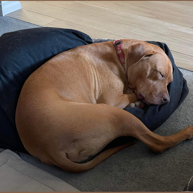 Photo of Jax