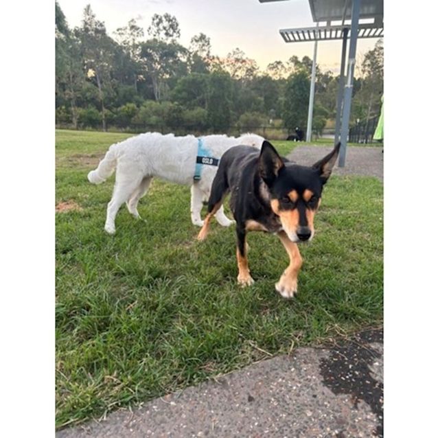 Photo of Coco *$150 Adoption Fee*