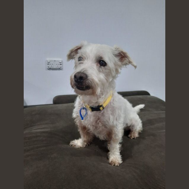 Photo of Disco *$250 Adoption Fee*