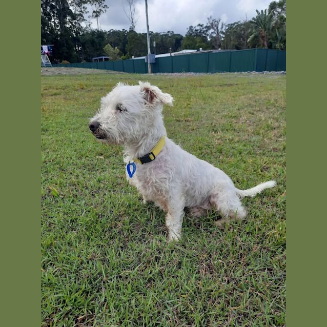 Photo of Disco *$250 Adoption Fee*