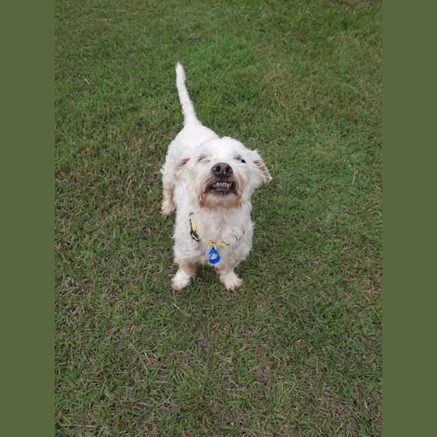 Photo of Disco *$250 Adoption Fee*