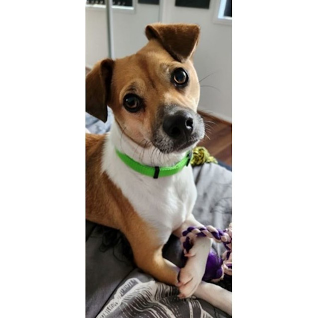 Photo of Harvey