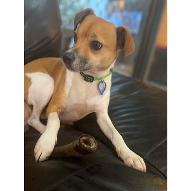 Photo of Harvey