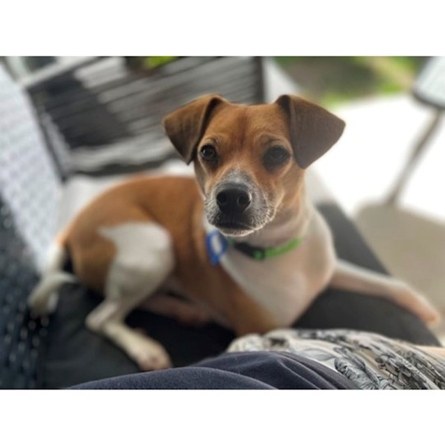 Photo of Harvey