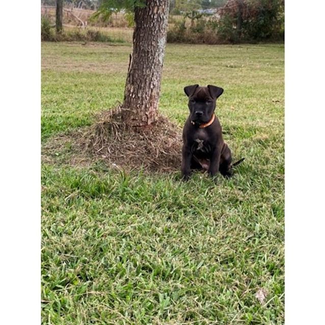 Photo of Mufasa