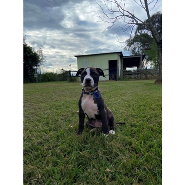 Photo of Zira