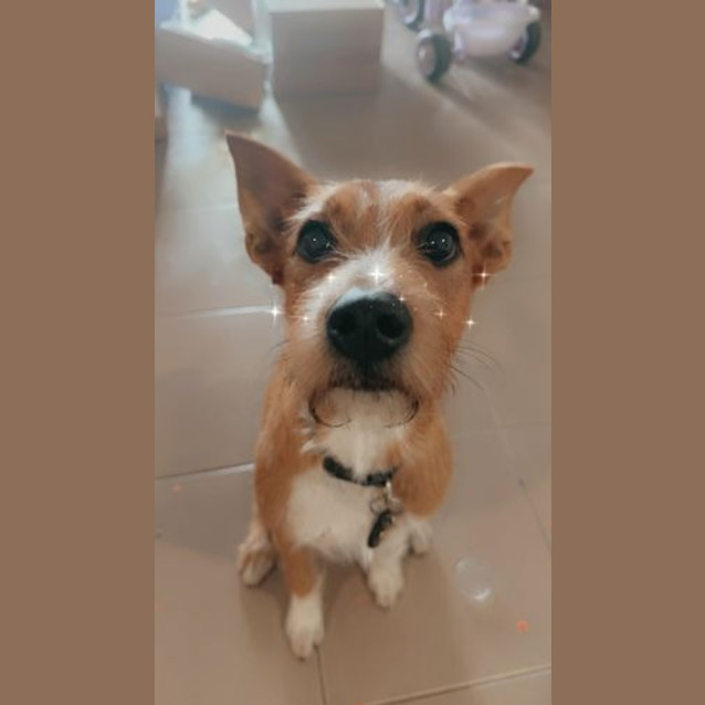 Photo of Sparkles