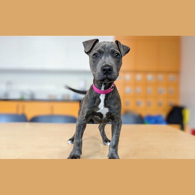 Photo of Nutmeg Imp 1122