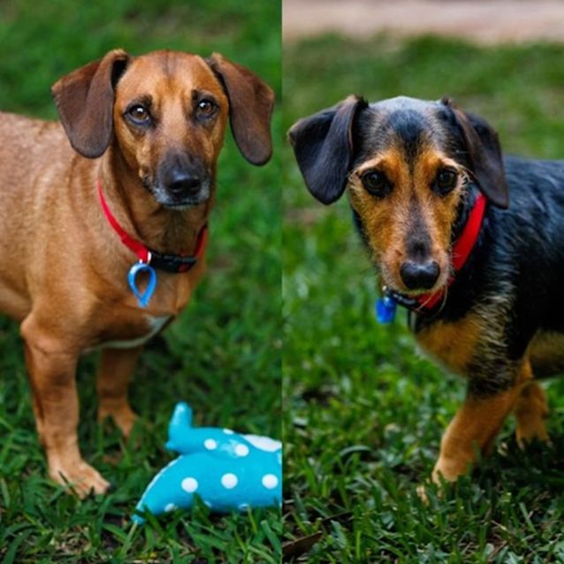 Photo of Spike & Taco