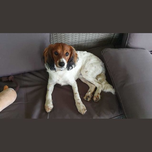 Photo of Snickers