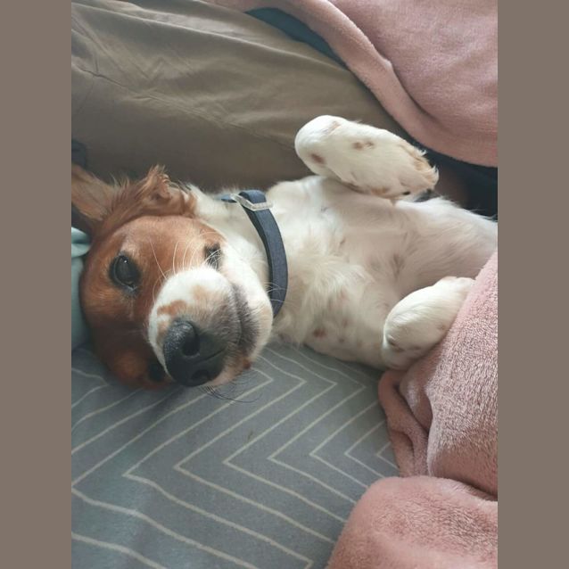 Photo of Snickers