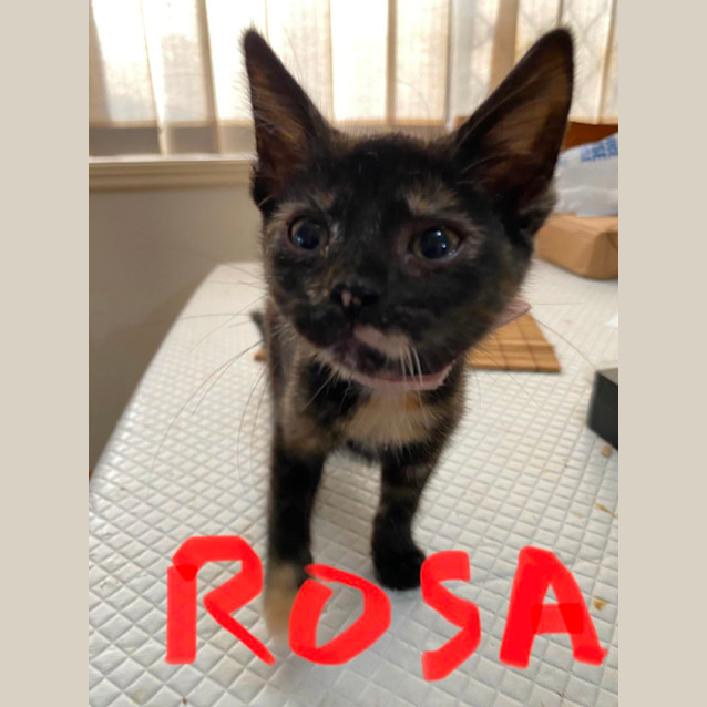 Photo of Rosa