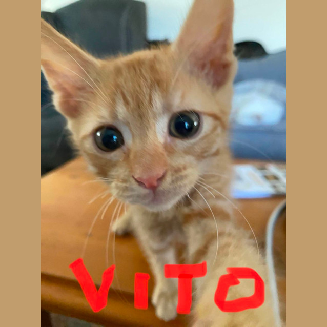 Photo of Vito