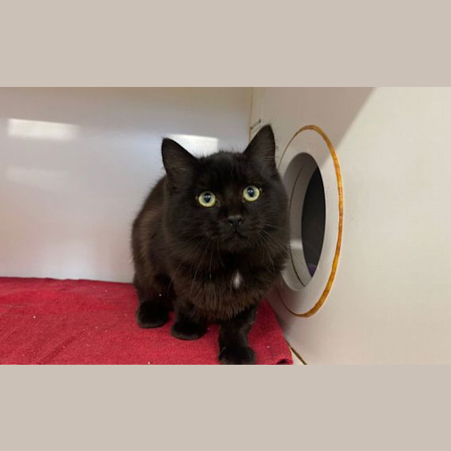 Photo of Smokey
