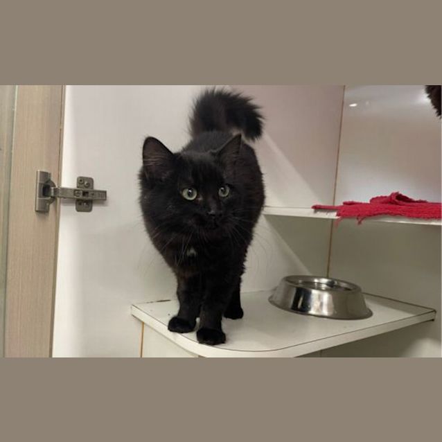 Photo of Shadow