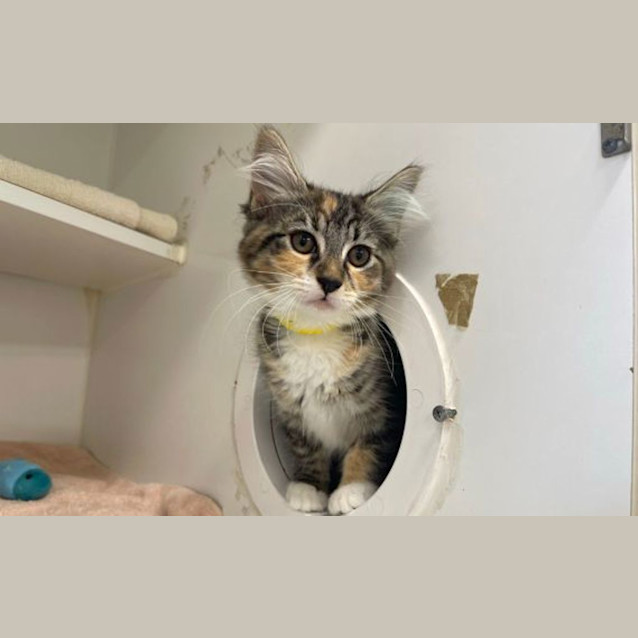 Photo of Delilah