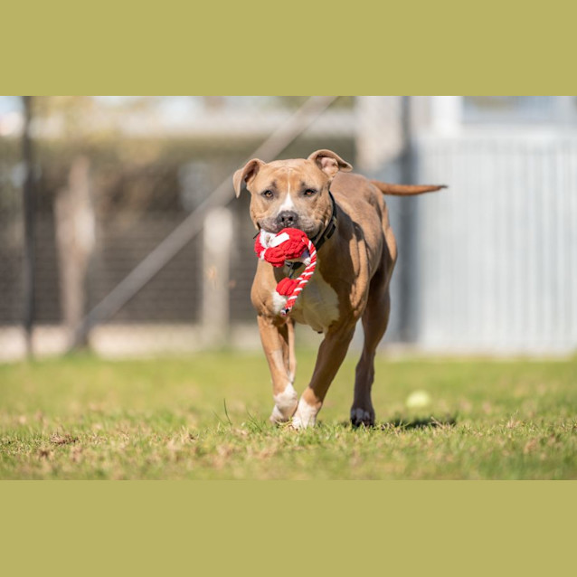 Photo of Mother Gothel Imp 270