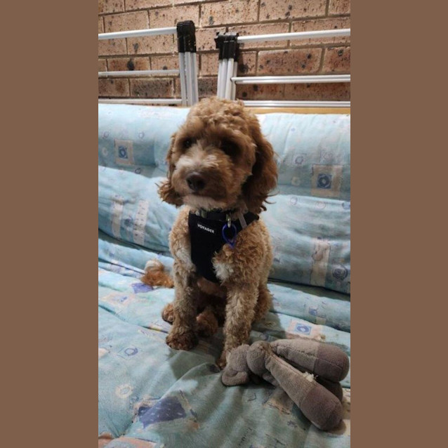 Photo of Annie   2 Year Old Cavoodle (Trial)