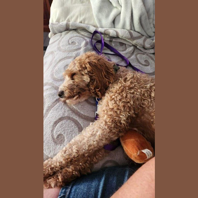 Photo of Annie   2 Year Old Cavoodle (Trial)