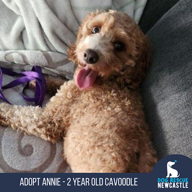 Photo of Annie   2 Year Old Cavoodle (Trial)