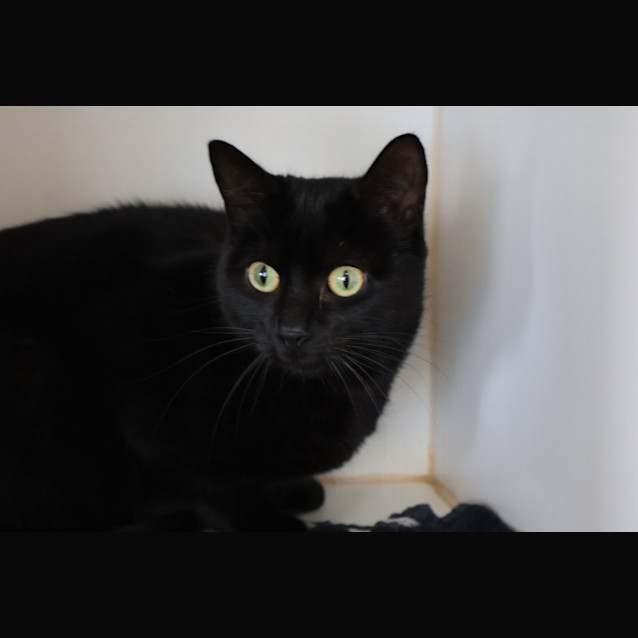 Photo of Zola