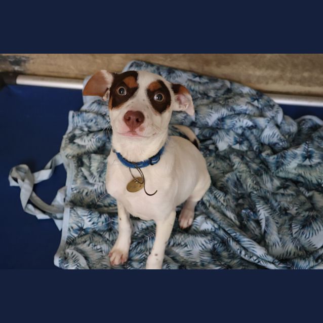Photo of Patch