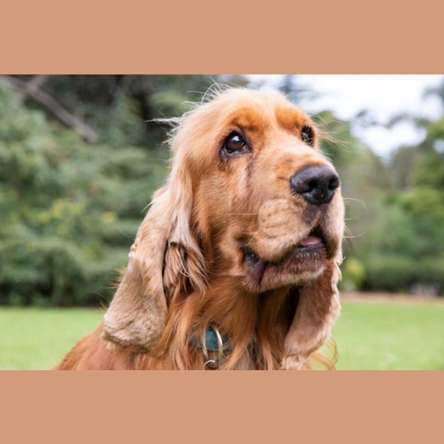 Photo of Angus And Peaches Elphinstone