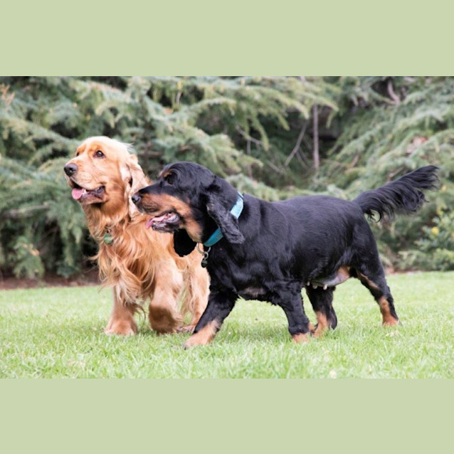 Photo of Angus And Peaches Elphinstone