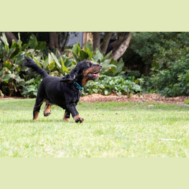 Photo of Angus And Peaches Elphinstone