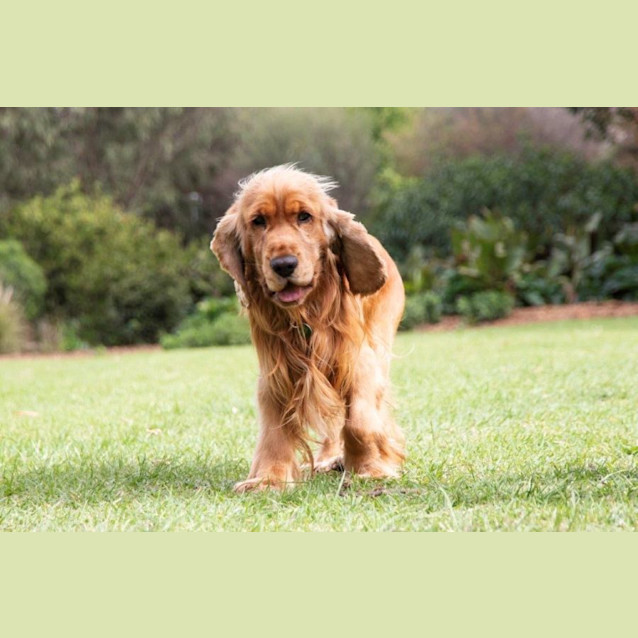 Photo of Angus And Peaches Elphinstone