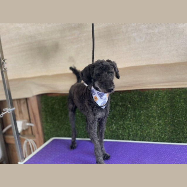 Photo of Banjo Dubois