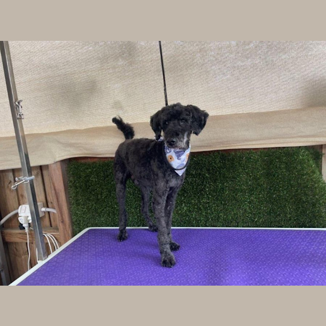 Photo of Banjo Dubois