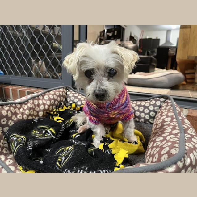 Photo of Cheeky Babbington