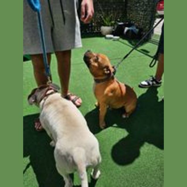 Photo of Crippa And Toodles