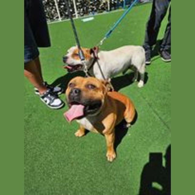 Photo of Crippa And Toodles