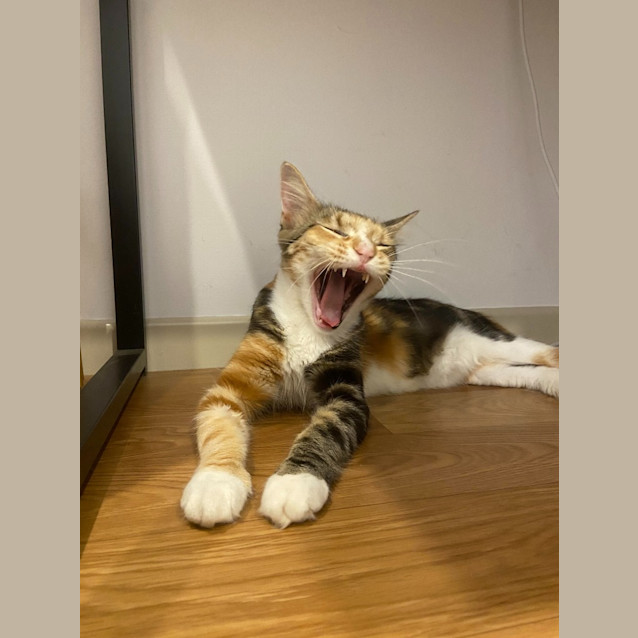 Photo of Cinnamon