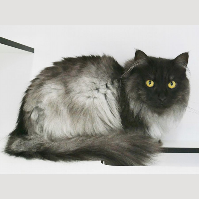 Photo of Ollie Rsua004595