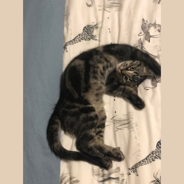 Photo of Leo   3 Month Old Domestic Short Hair