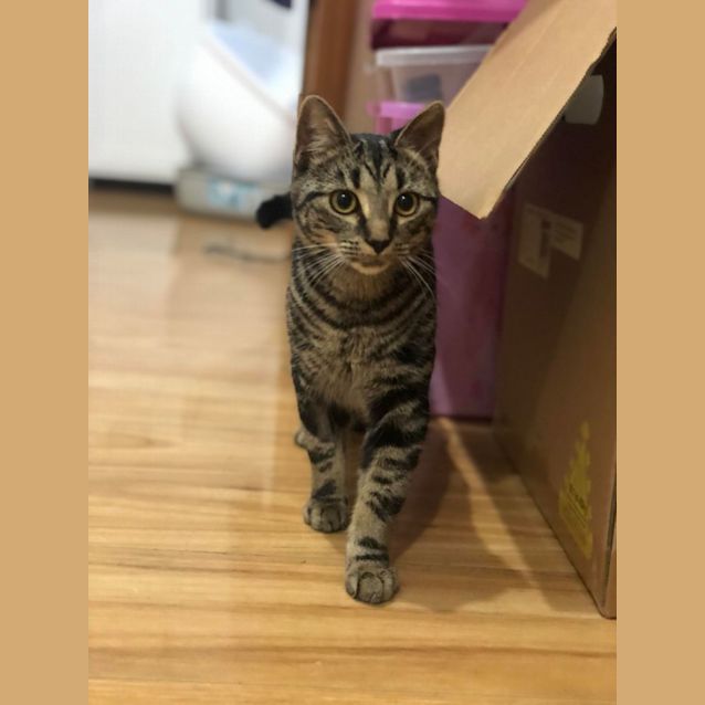 Photo of Lucy   6 Month Old Domestic Short Hair