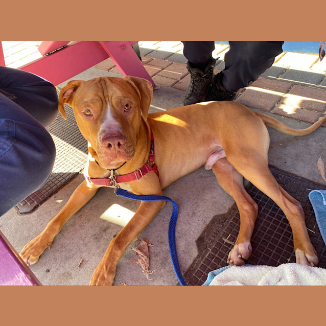 Photo of Drover
