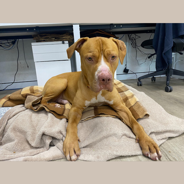 Photo of Drover