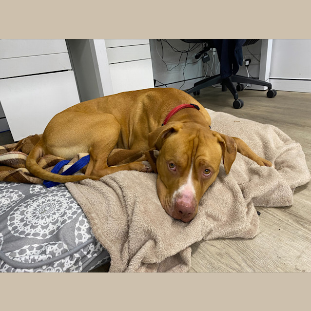 Photo of Drover