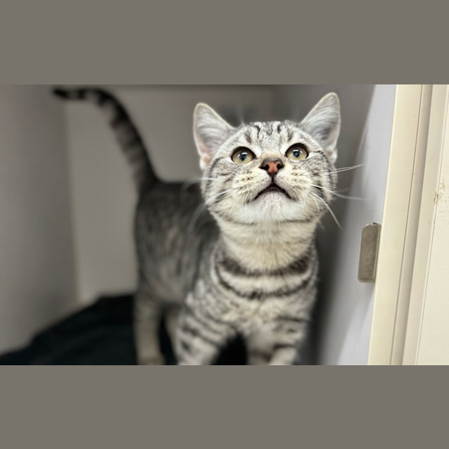 Photo of Sherbert