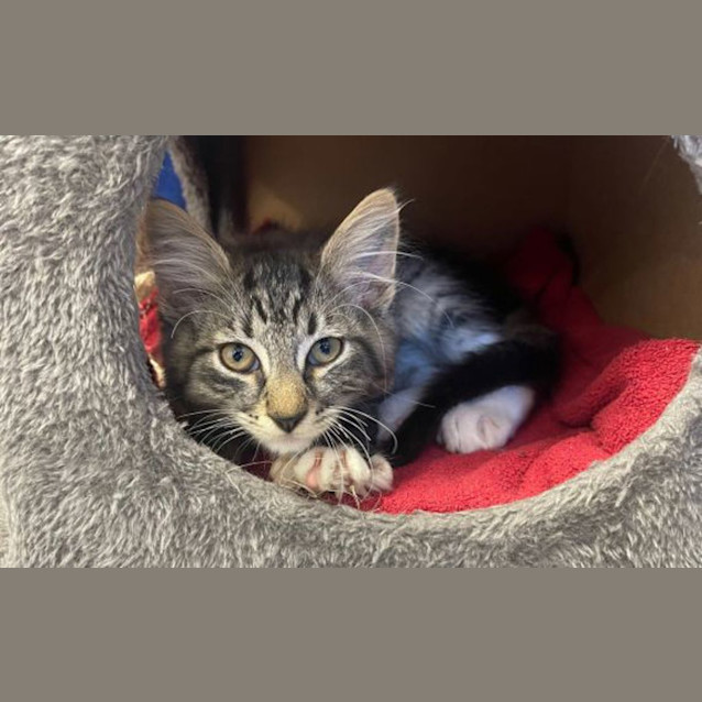 Photo of Niko
